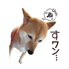 Yuki of a Shiba dog.