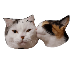 cat&chinchilla&Sugar Glider