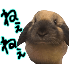 My family rabbit...TARUTO