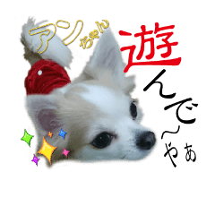 Chihuahua dog's An Chan