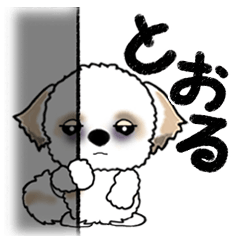 Shih Tzu dog (Mr.TORU) vol.12