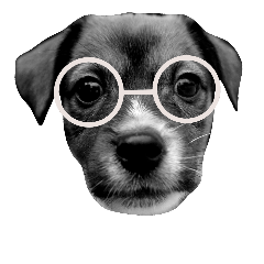 jackrussell --an--