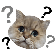 Dinah cat