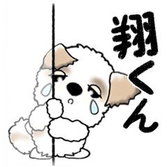 Shih Tzu dog (Mr.SHO) vol.13