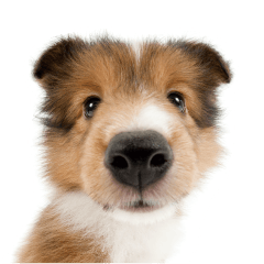 THE DOG Shetland Sheepdog sticker