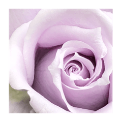 my flowers beautiful