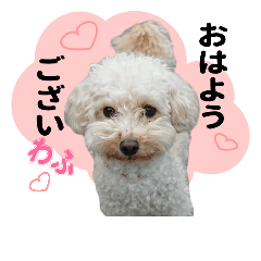 Toy poodle Moco's photo sticker