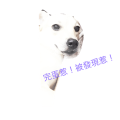 狗狗的日常呦