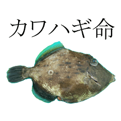 Thread-sail filefish