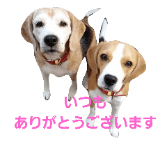 ビーグル犬のキックとパンチの日々