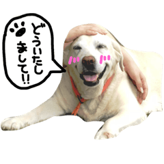 Labrador Retriever Purin's everyday!