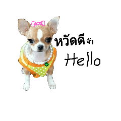 su-shi my dog