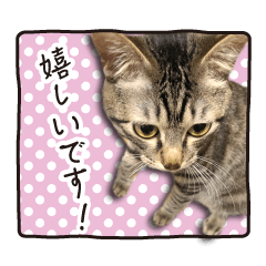 key tail cat 'JIN' polite expression