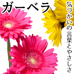 flower african daisy(gerbera) japanese