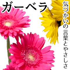 本物の花 ガーベラ よく使う言葉で40種 Line スタンプ Line Store 本物の花 ガーベラ よく使う言葉で40種 Line スタンプ Line Store