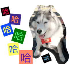 dogss 577與饅頭