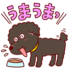 Afro Toy poodle's owners! 3/5
