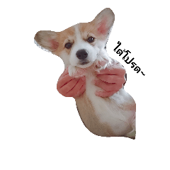 Puppy "Lucky"