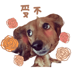 臘妹駕到♥臘腸狗嚕嚕咪