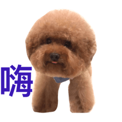 Red Poodle Junior Ouba 3