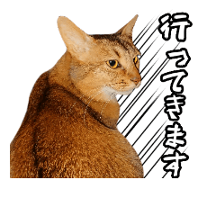 yukizo's cat4