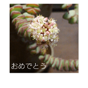 Succulent Circle