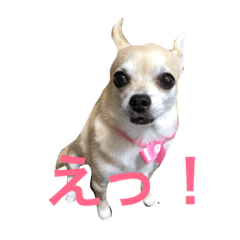 Love bumi chiwawa