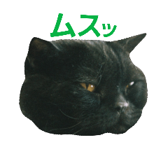 black cat!!