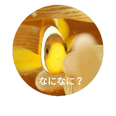 chat fish