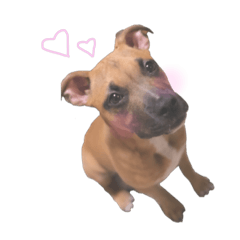 American Pit Bull Terrier sticker 2