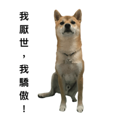 柴犬-HG