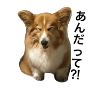 kogi_chakun