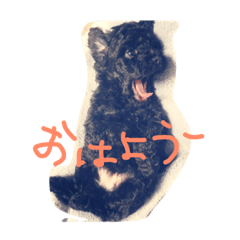 lcmsh