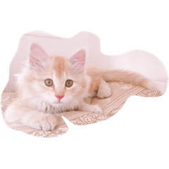 Shinoda Family's photo