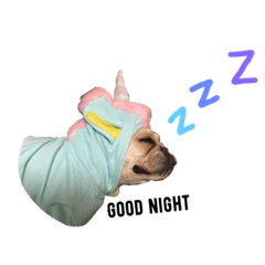French Bulldog MAY