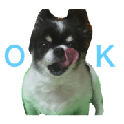 Milk dayo
