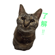 Cat gin stamp