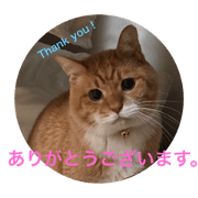 Nora no Tora