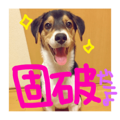 loves KOPPA