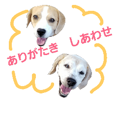 beagle-love-kp2