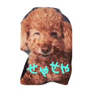 Achirou at our house