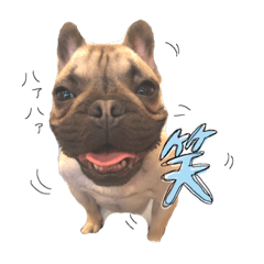 Frenchibulldog PONO2