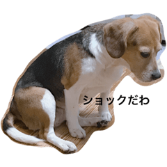 beagle mame &mugi