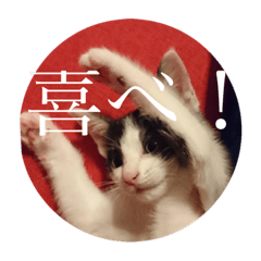 cherrycat