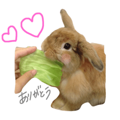 Rabbit Kotaro