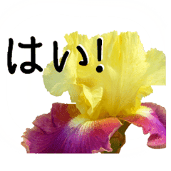 暮らしに花を ジャーマンアイリス Line スタンプ Line Store 暮らしに花を ジャーマンアイリス Line スタンプ Line Store