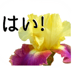 A floral message!German iris