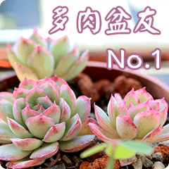 Succulent Friends 01 - Daily greetings