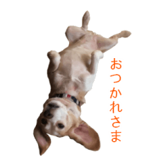 Lemonbeagle Sticker-3