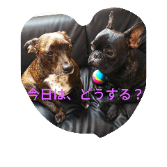 FrenchbulldogTonokun&FUREDAKKUSUhime